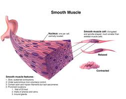 smooth muscle cell