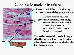 cardiac muscle cell