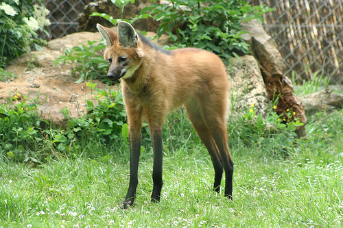 Maned Wolf
