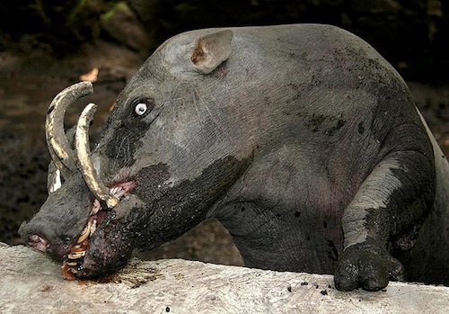 Babirusa