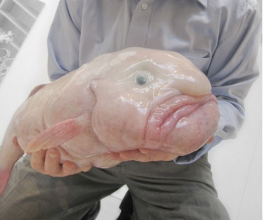 Blob Fish