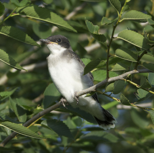 Baby Eastern Kingbird