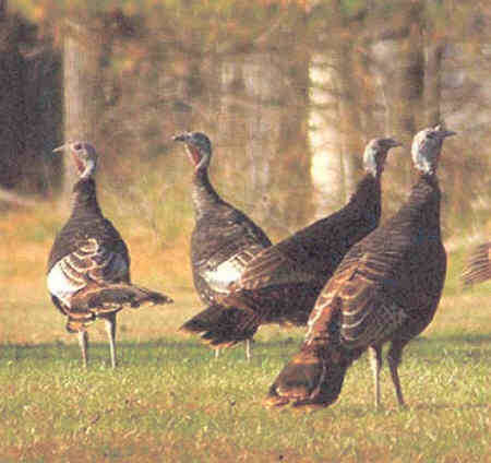 Wild Turkey
