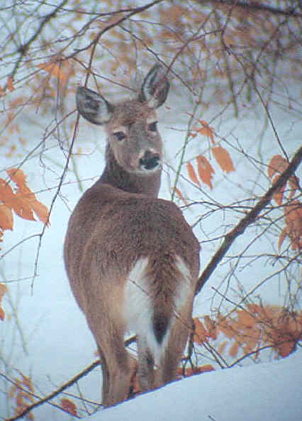 White Tail Deer