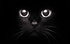 Lucky black cat