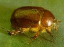 June Bug-harmless but funny looking