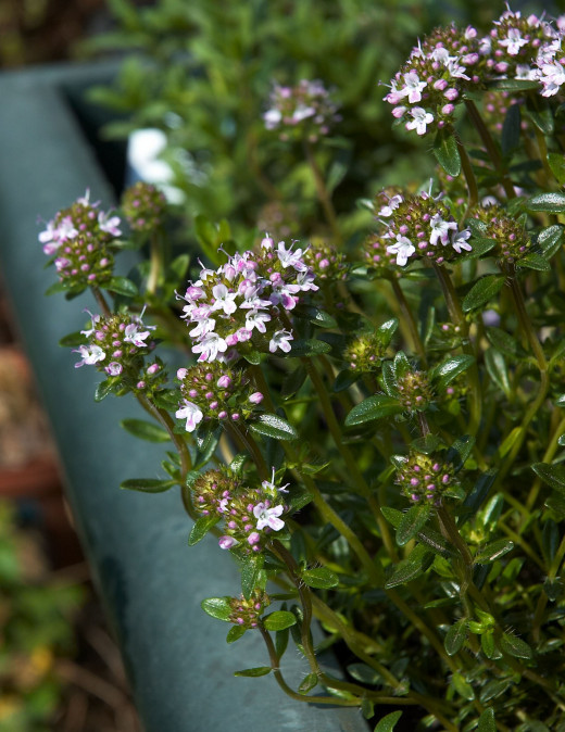 Winter Savory (Satureja montana)