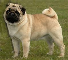 The Pug is a favorite of many people