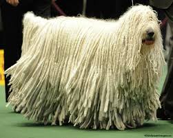 This is a Komondor one of the working group of dogs.