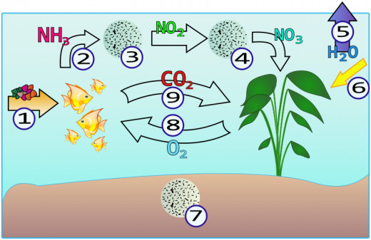 This illustration of the nitrogen cycle helps explain what's happening when you cycle an aquarium.