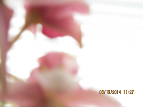 Orchid - Grandmother's Love