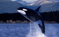 Marine Mammal Facts: Killer Whales