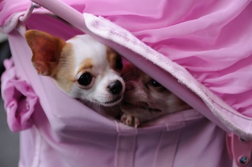 Toy breeds like Chihuahuas and Pekineses may have trouble with dry eye because of their protruding eyes. 