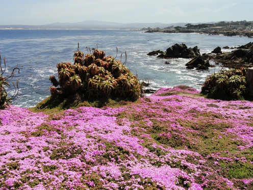The ocean at Pacific Grover, California.