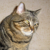 Mrinfo10 profile image