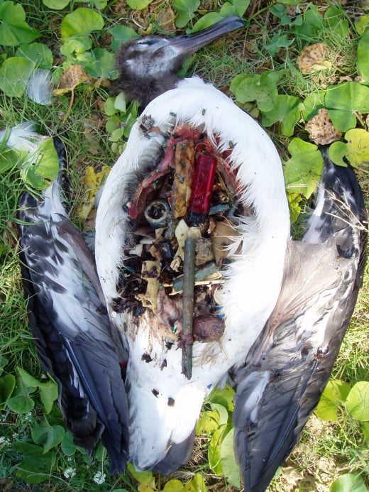 Laysan albatross's stomach filled with plastic. 