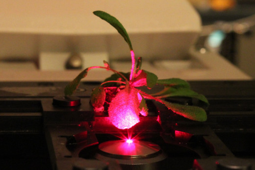 A Plant Embedded with the Carbon Nanotubes. This plant undergoes photosynthesis at a more efficient rate than a plant without the nanotubes.
