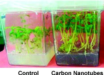 A comparison of the control with a plant with carbon nanotubes