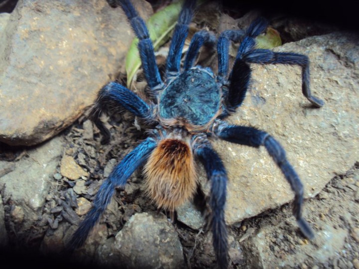 Are tarantulas dangerous?