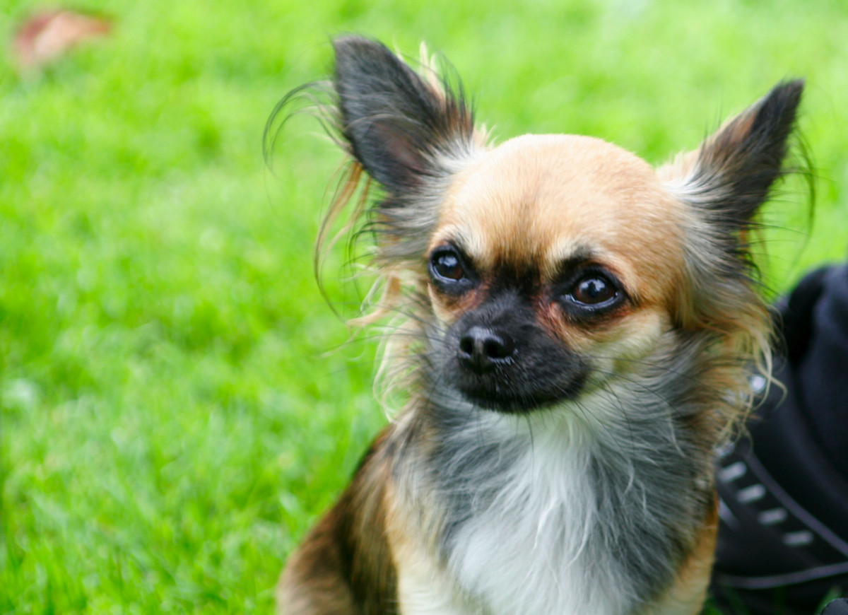 Chihuahua Names Male, Female, Cute, and Mexican PetHelpful