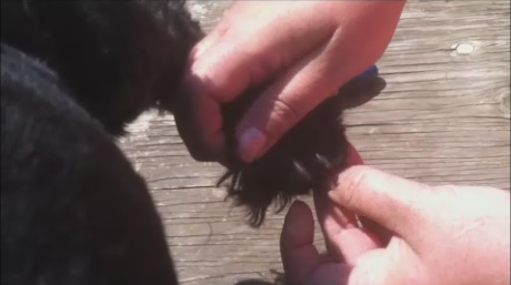Long fur between the toes and pads will cause your dog to slip and fall!