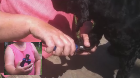 Set the nail depth gage to the correct distance before cutting the claws!