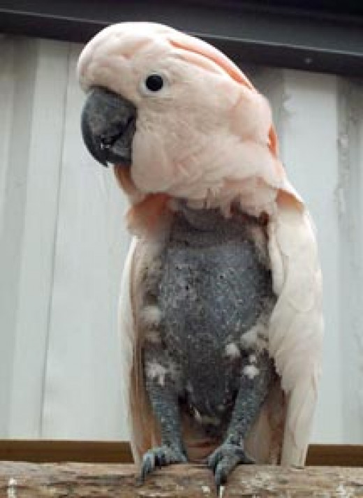 goffin cockatoo growing blood feathers on back