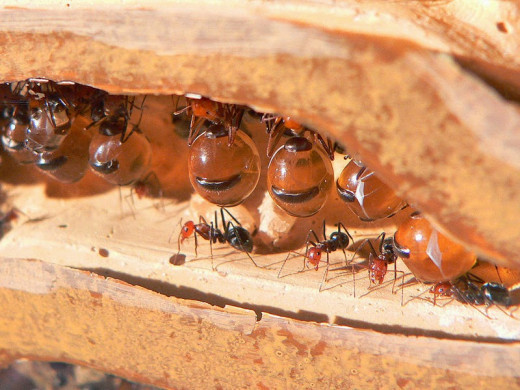 Honey ants of the Myrmecocystus genus