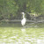See a Crane at Mills Pond and Wells Branch Austin TX