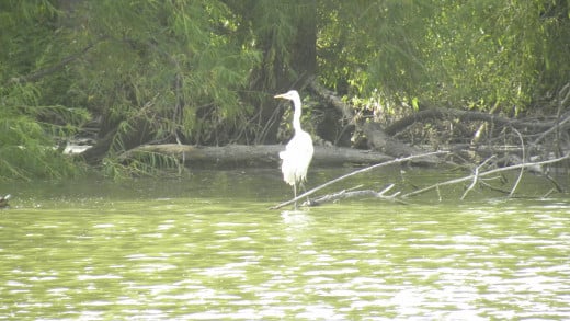 See a Crane at Mills Pond and Wells Branch Austin TX