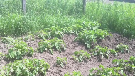 With the loosened soil hilled up around all the potato plants the plants will produce better.