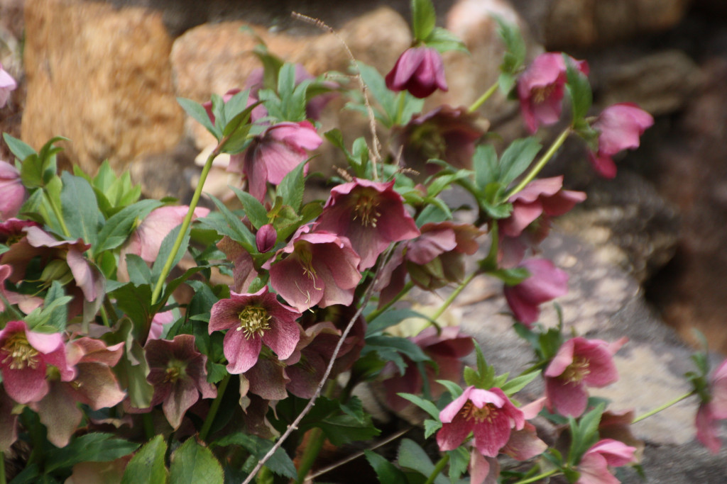 Lenten Roses Beautiful Early Bloomers and Deer Resistant!