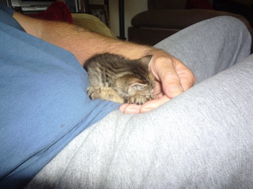Jess asleep on Dai's lap.