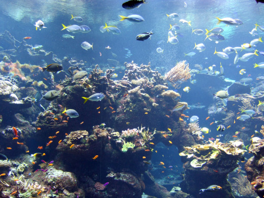 Coral Reef Tank, the deepest coral reef tank in the world, inside the Steinhart Aquarium.