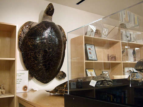 The California Academy of Science's Naturalist and Media Center library allows visitors to check out books, videos, and magazines on science, technology, and nature.