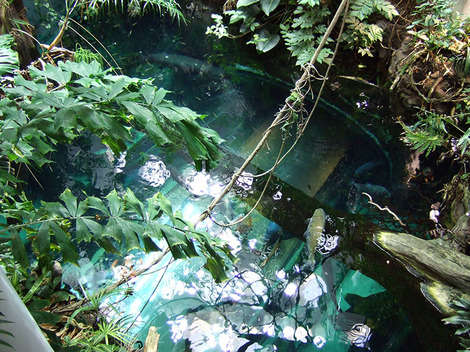 The Amazon Pond inside the glass Rainforest Dome.