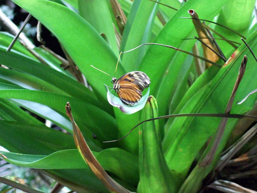 A butterfly inside the Rainforest Dome.