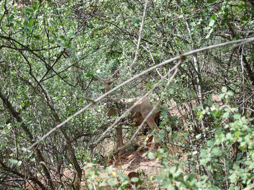 A mule deer in the trees, spotted 1/3rd of the way into our trail hike.