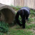 CURIOSITY CURIOSITY