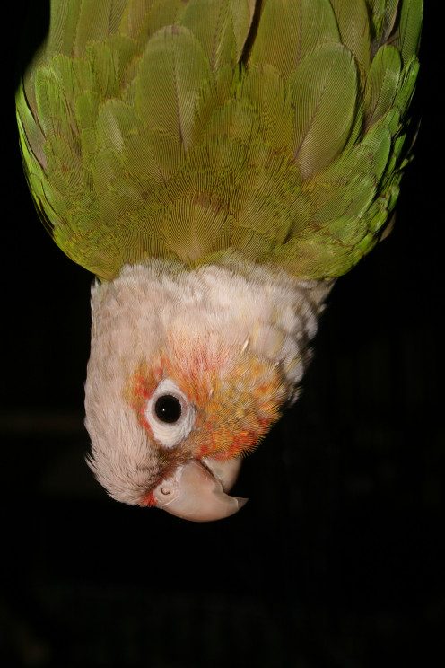 Image: A Parrot Hangs Upside Down