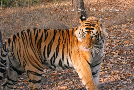 Tiger Tiger