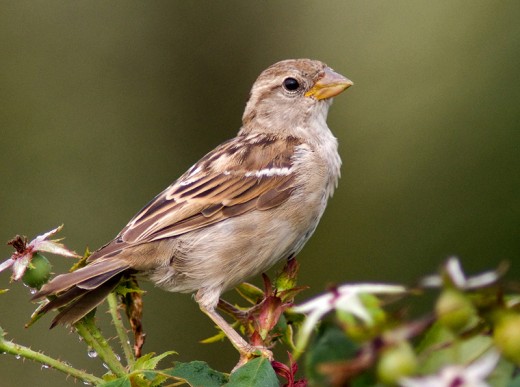 The Tree Sparrow { Birds of Europe} | hubpages