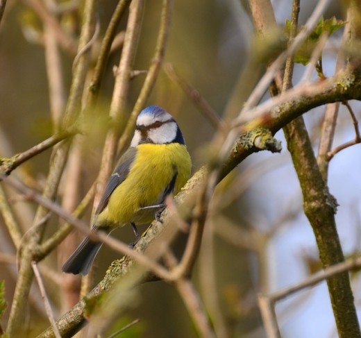 Encourage wild birds into your garden and they will eat many of the pests.