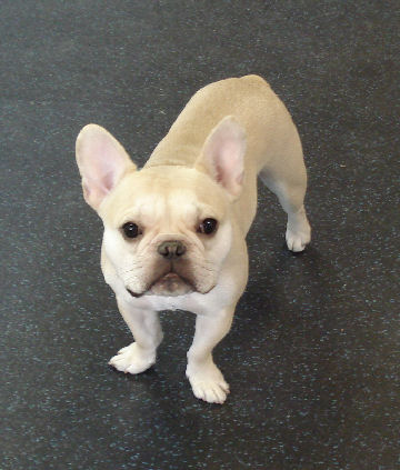 My dog, Teddy. 