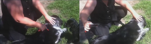 A DeShedding tool works best for helping your dog shed its coat.