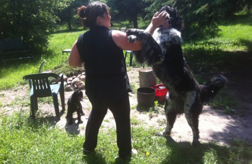 Your dog will be much happier with a well maintained coat of fur.