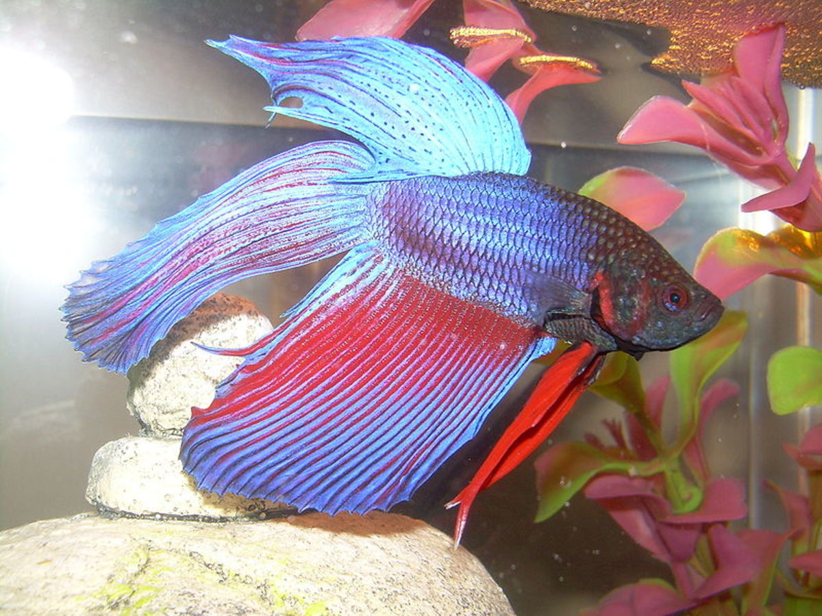 What kind of fish can I put in with my betta fish?