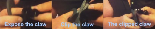 Expose the cat's claw and check to be certain that the clipping tool is not on the claw bed and clip the claw. 