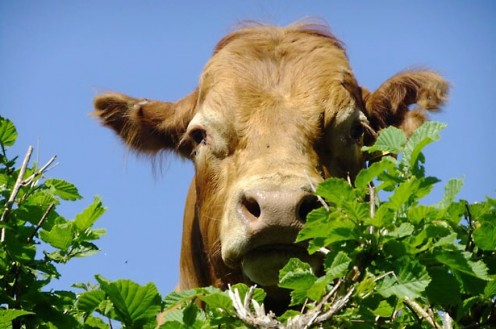 The Many Uses of Cow Dung: A Natural and Renewable Resource The Many Uses of Cow Dung: A Natural and Renewable Resource
