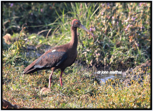 Black Ibis 